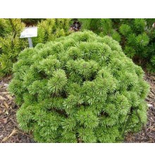 Сосна горная Алгау (Pinus mugo Allgau) С3