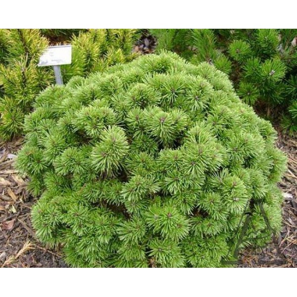 Сосна горная Алгау (Pinus mugo Allgau) С5