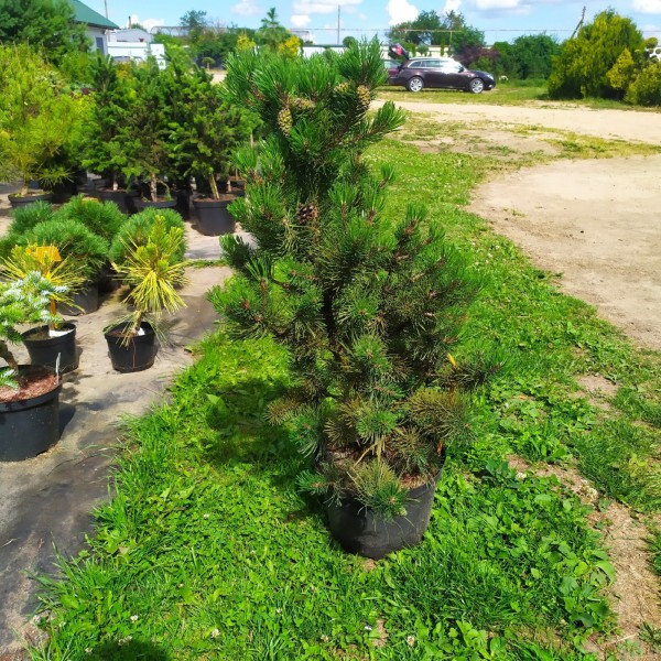 Сосна горная Алгау (Pinus mugo Allgau) С5