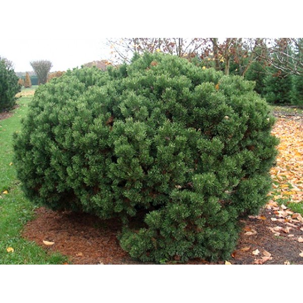 Сосна горная Мопс (Pinus mugo Mops) С3