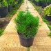 Сосна горная (Pinus mugo var. pumilio) P9