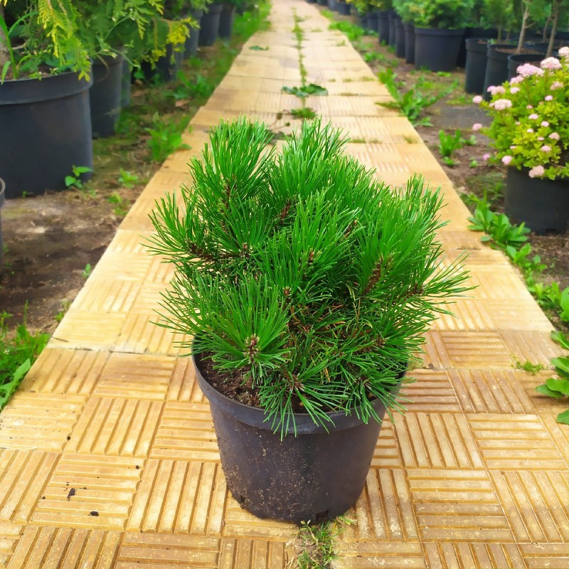 Сосна горная (Pinus mugo var. pumilio) P9