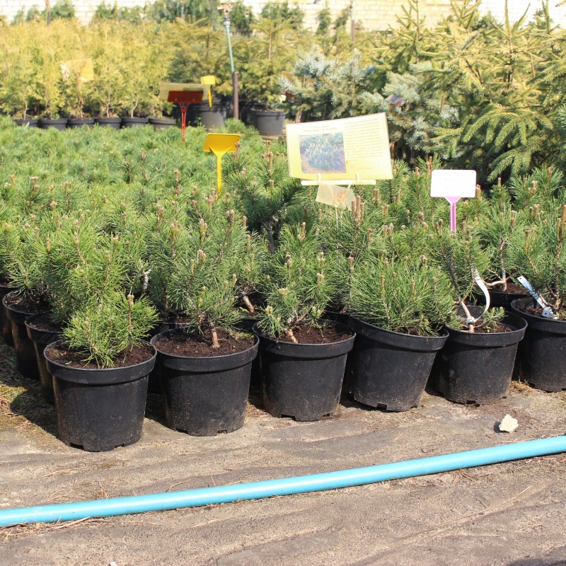 Сосна горная Pumilio (Pinus mugo var. pumilio) С3 Сосна горная Pumilio (Pinus mugo var. pumilio) С3