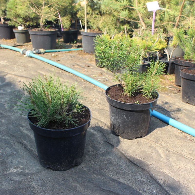 Сосна горная Pumilio (Pinus mugo var. pumilio) С3 Сосна горная Pumilio (Pinus mugo var. pumilio) С3