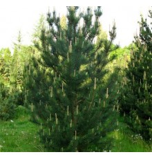 Сосна крючковатая (uncinata) C3