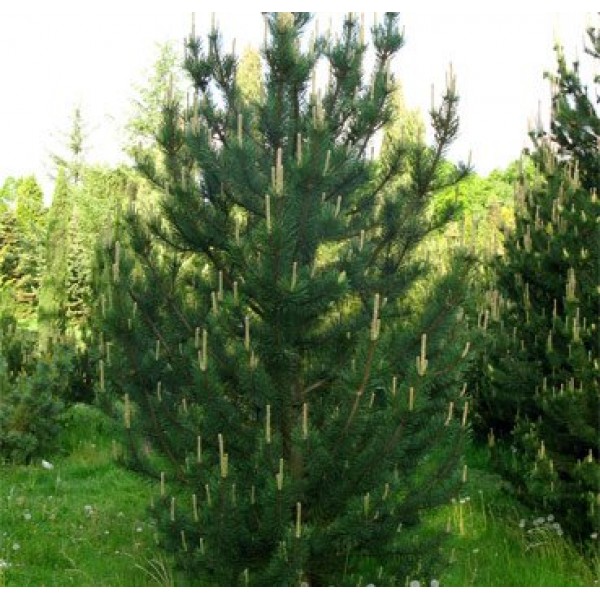 Сосна крючковатая (uncinata) C5