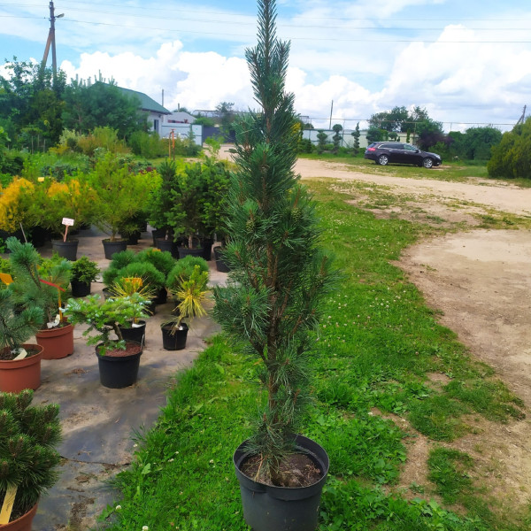 Сосна обыкновенная Фастигиата (Pinus sylvestris Fastigiata) С10