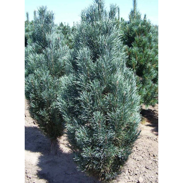 Сосна обыкновенная Фастигиата (Pinus sylvestris Fastigiata) С10