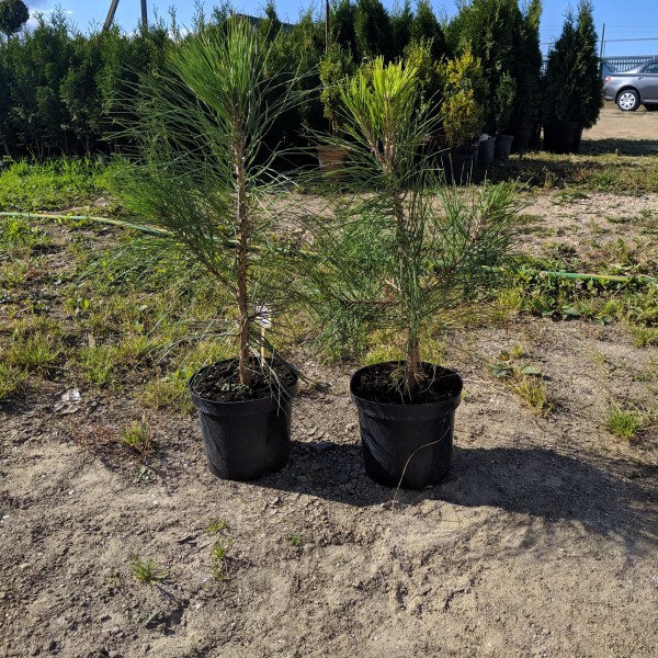 Сосна желтая (Pinus ponderosa) С7.5