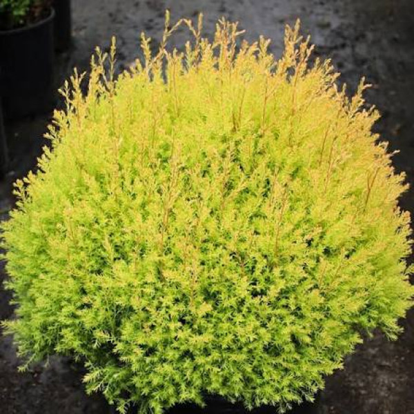 Туя западная Rheingold (Thuja occidentalis Rheingold) C2