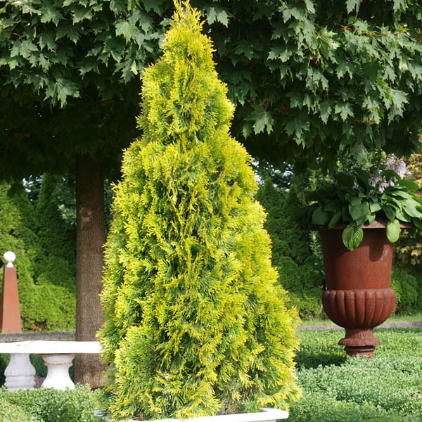 Туя западная Голден Смарагд (Thuja occidentalis Golden Smaragd) С7