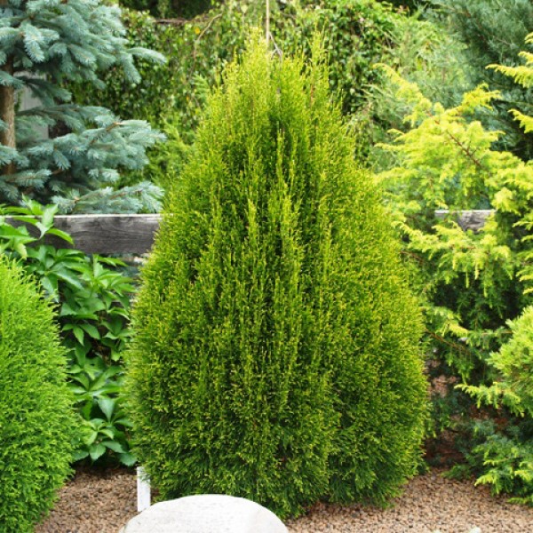 Туя западная Smaragd Light (Thuja occidentalis) C15 высота 150см.