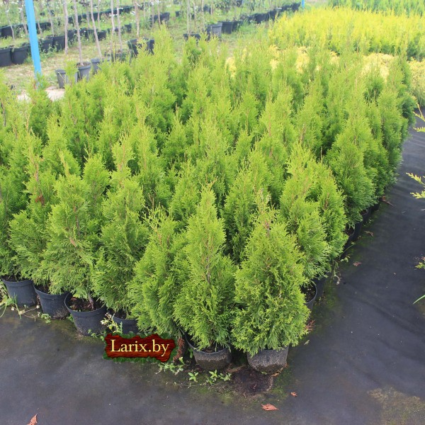 Туя западная Smaragd Light (Thuja occidentalis) C15 высота 150см.