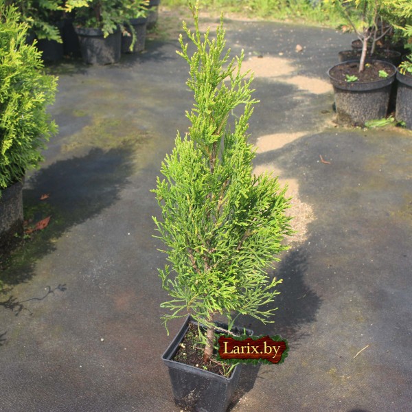 Туя западная Smaragd (Thuja occidentalis) P9 30-40см