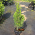 Туя западная Smaragd (Thuja occidentalis) P9