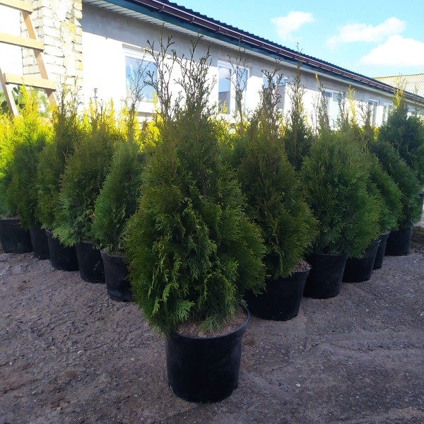 Туя западная Smaragd (Thuja occidentalis) C3 высота 60-80см.