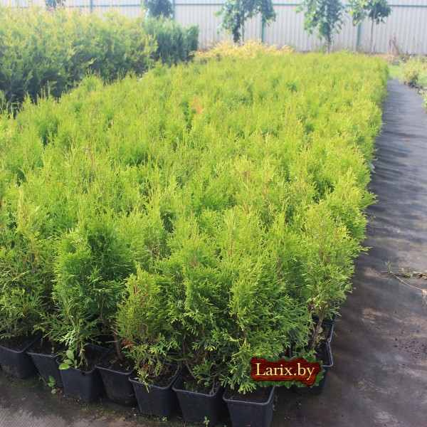 Туя западная Smaragd (Thuja occidentalis) P9