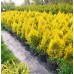 Туя западная Голден Смарагд (Thuja occidentalis Golden Smaragd) P9