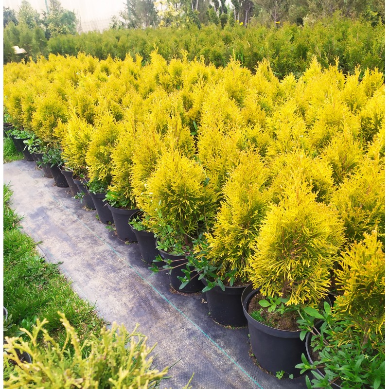 Туя западная Голден Смарагд (Thuja occidentalis Golden Smaragd) P9