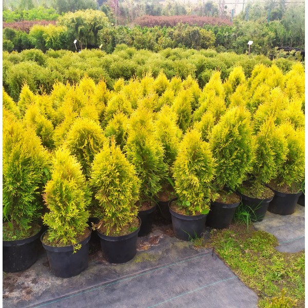 Туя западная Голден Смарагд (Thuja occidentalis Golden Smaragd) С7