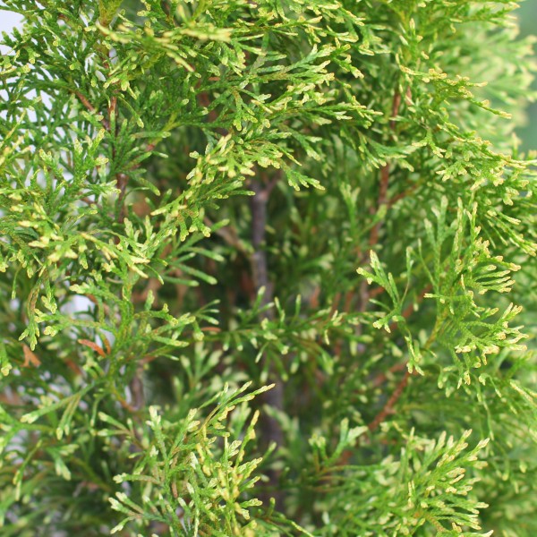 Туя западная Smaragd Light (Thuja occidentalis) C15 высота 150см.