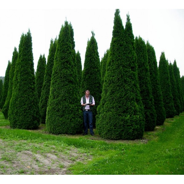 Туя западная Smaragd (Thuja occidentalis) P9