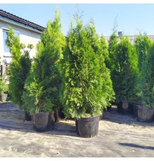 Туя западная Smaragd (Thuja occidentalis) 80-100 см. 