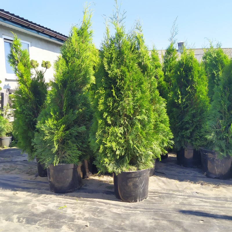 Туя западная Smaragd (Thuja occidentalis) высота 80-100 см. Туя западная Smaragd (Thuja occidentalis) высота 80-100 см.
