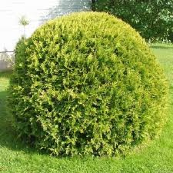 Туя западная Magdalena (Thuja occidentalis) C2