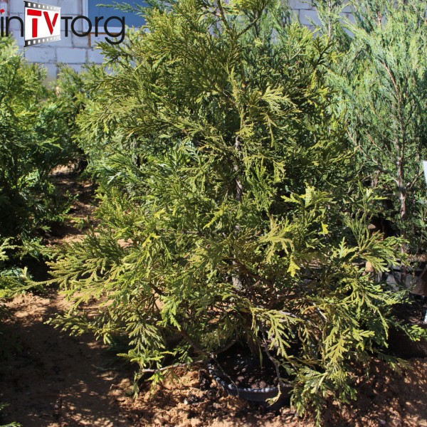 Туевик долотовидный Variegata (Thujopsis dolabrata) С7,5
