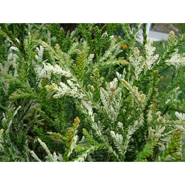 Туевик долотовидный Variegata (Thujopsis dolabrata) С7,5