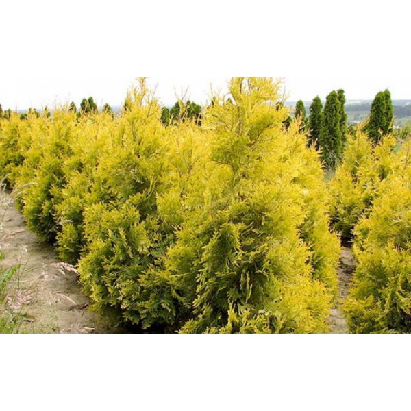 Туя западная Aurescens (Thuja occidentalis) C2
