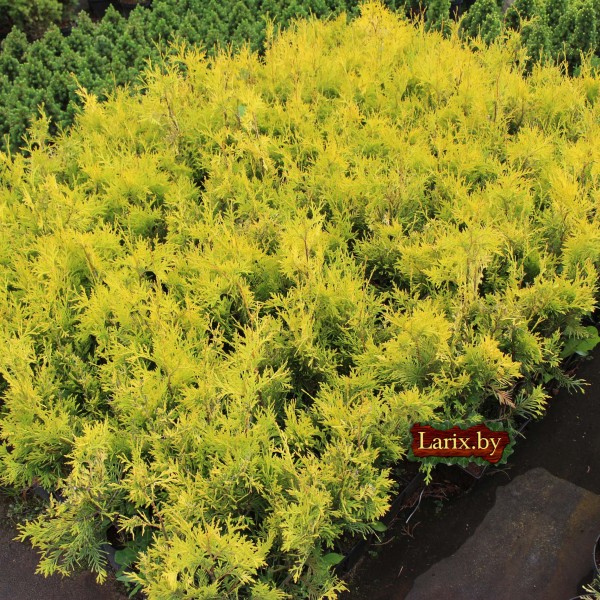 Туя западная Aurescens (Thuja occidentalis) C2