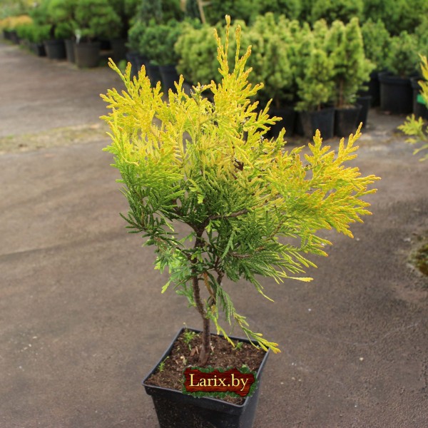 Туя западная Aurescens (Thuja occidentalis) C2
