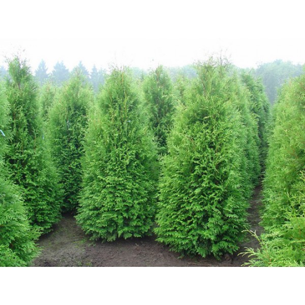 Туя западная Brabant (Thuja occidentalis) C3 100-120см.
