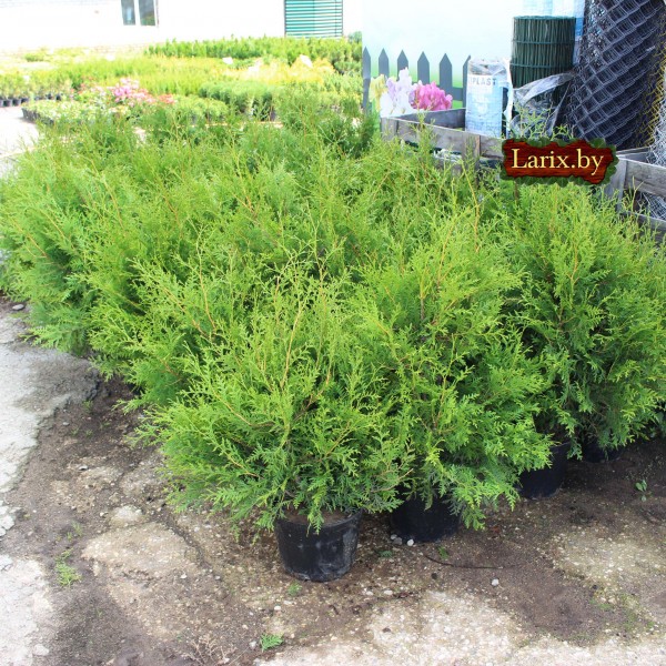 Туя западная Brabant (Thuja occidentalis) C3 100-120см.