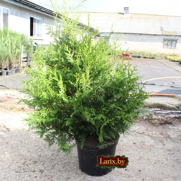 Туя западная Brabant (Thuja occidentalis) C3 100-120см.