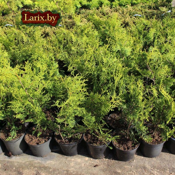 Туя западная Brabant (Thuja occidentalis) C2