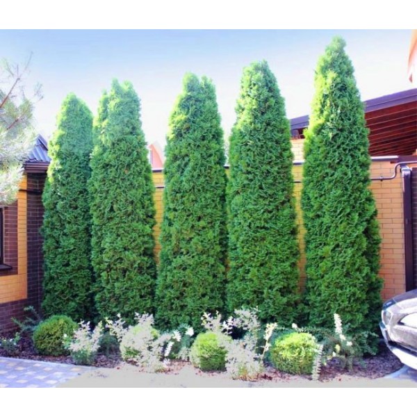 Туя западная Columna (Thuja occidentalis) C2
