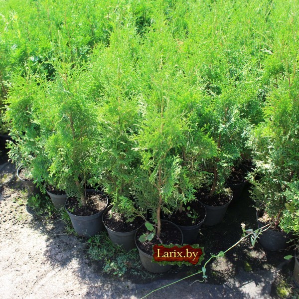 Туя западная Columna (Thuja occidentalis) C2