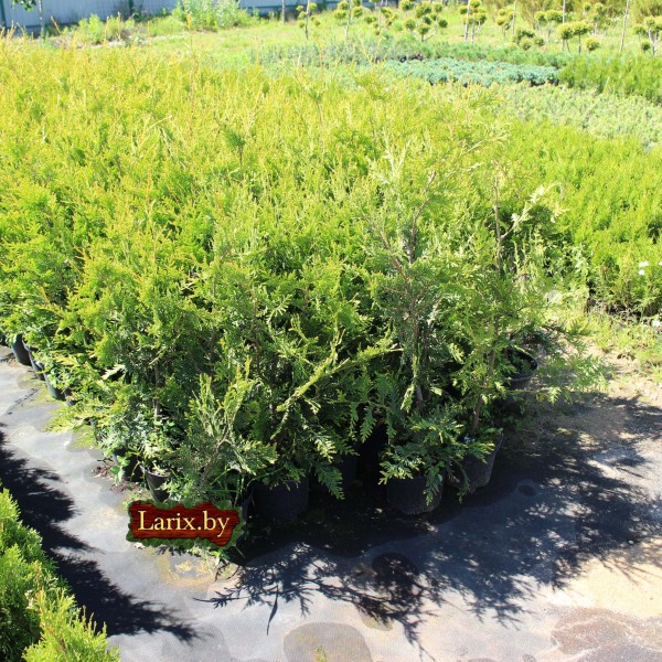 Туя западная Frieslandia (Thuja occidentalis) С5