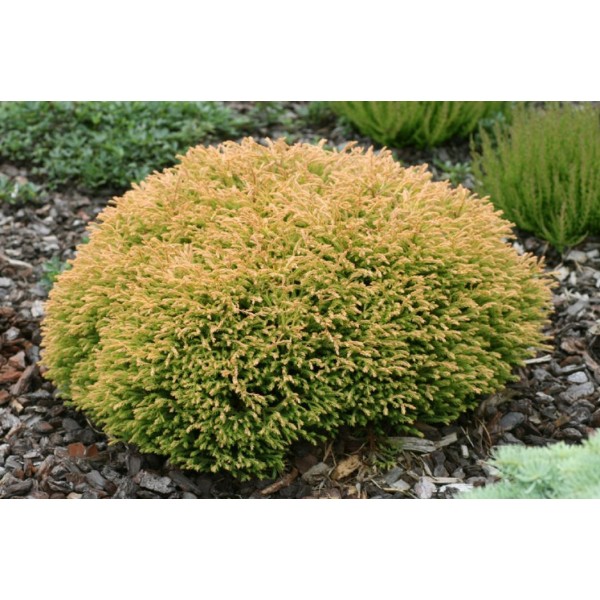 Туя западная Golden Tuffet (Thuja occidentalis) C10