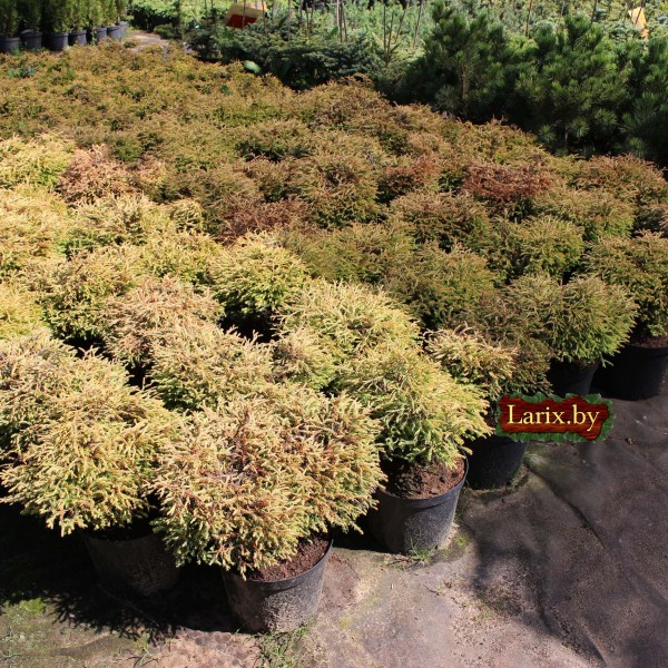 Туя западная Golden Tuffet (Thuja occidentalis) C10