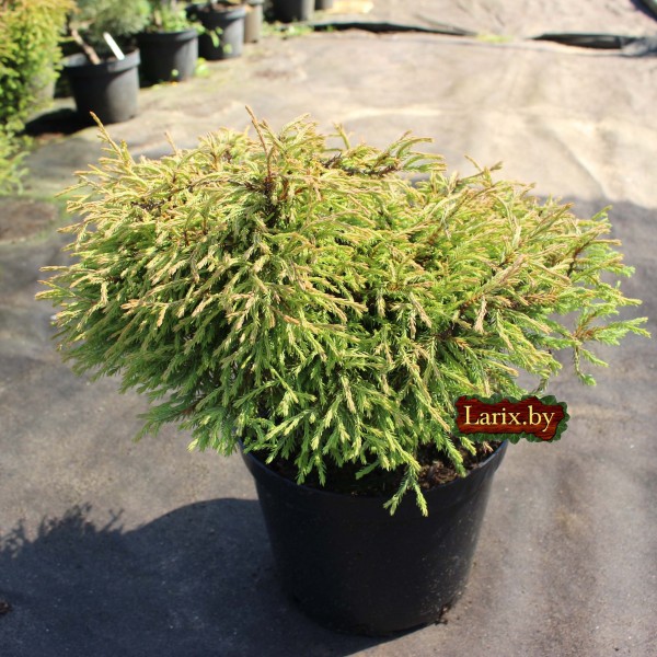 Туя западная Golden Tuffet (Thuja occidentalis) C10
