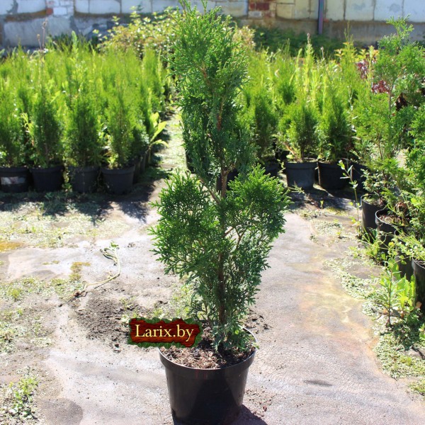 Туя западная Holmstrup (Thuja occidentalis) С3