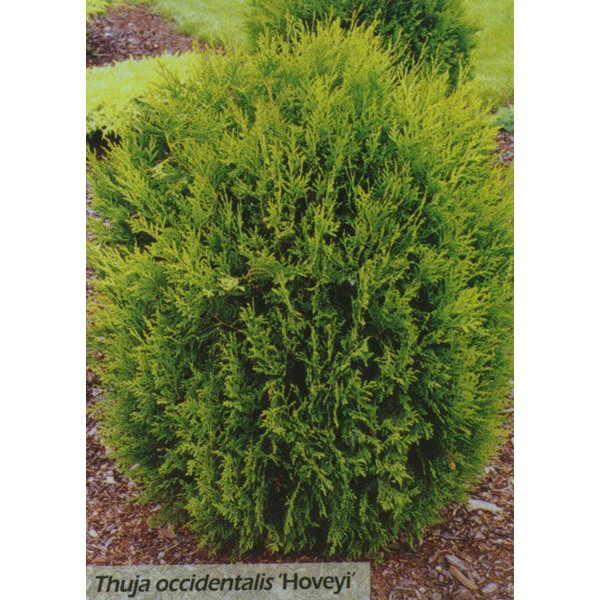 Туя западная Hoveyi (Thuja occidentalis) С15