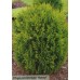 Туя западная Hoveyi (Thuja occidentalis) С15