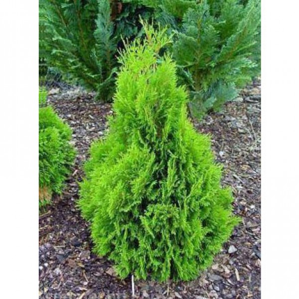 Туя западная Micky (Thuja occidentalis) C2