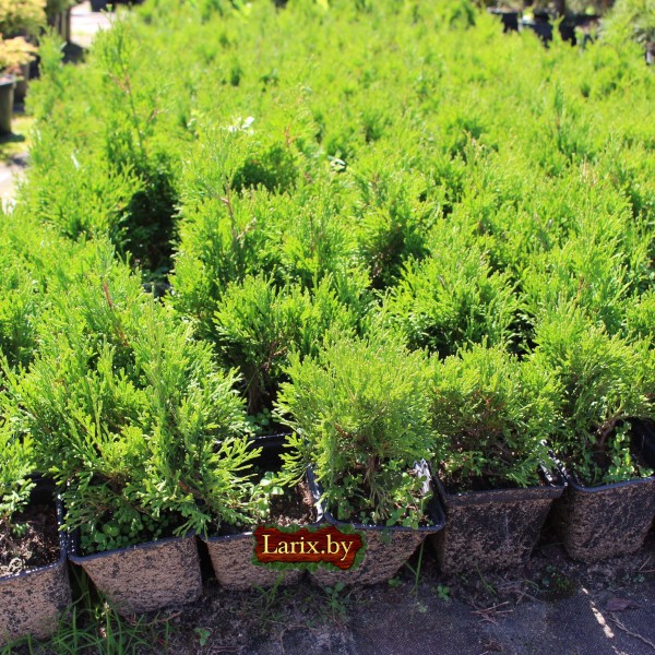 Туя западная Micky (Thuja occidentalis) C2