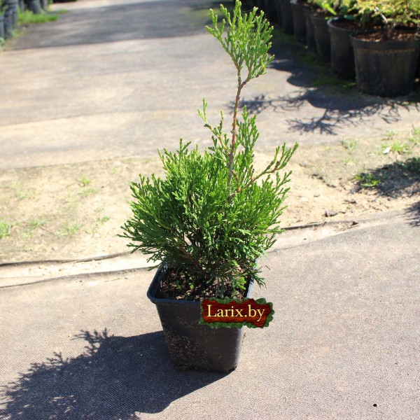 Туя западная Micky (Thuja occidentalis) C2